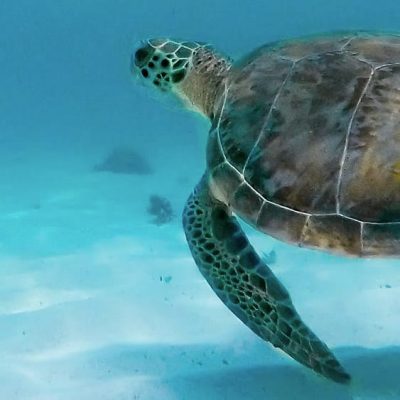 turtle turtle